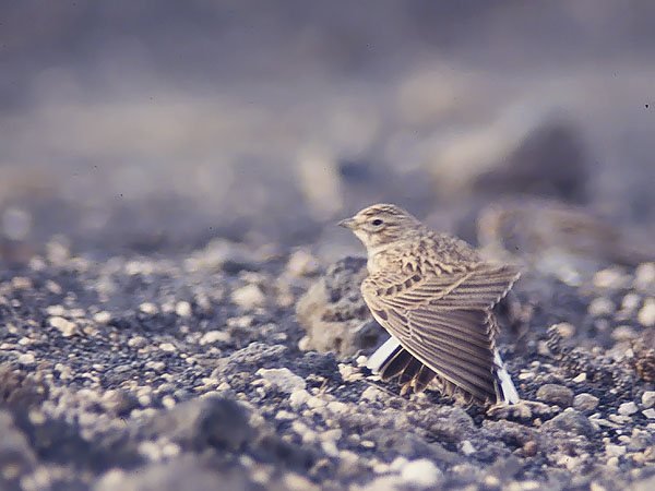 Pikkukiuru, Lesser Short-toed Lark, Calandrella rufescens